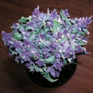 Buy purple Haze online in Aruba
