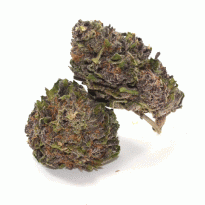 Buy purple Haze online in Aruba