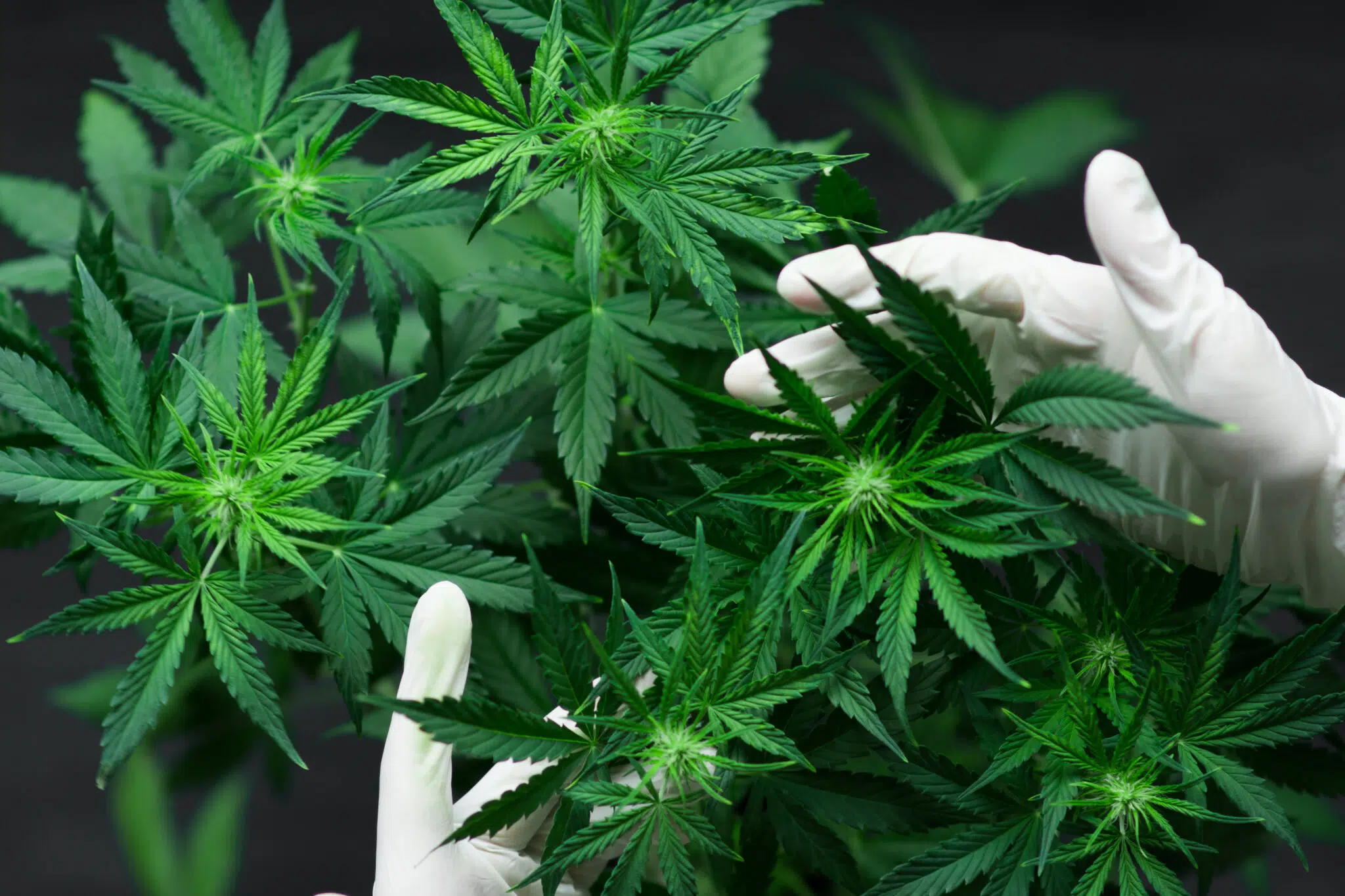 buy weed online in Aruba